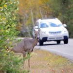 Autoescola Sant Feliu - Blog - Sistema d'intel·ligència artificial per alertar d'animals al mig de la carretera