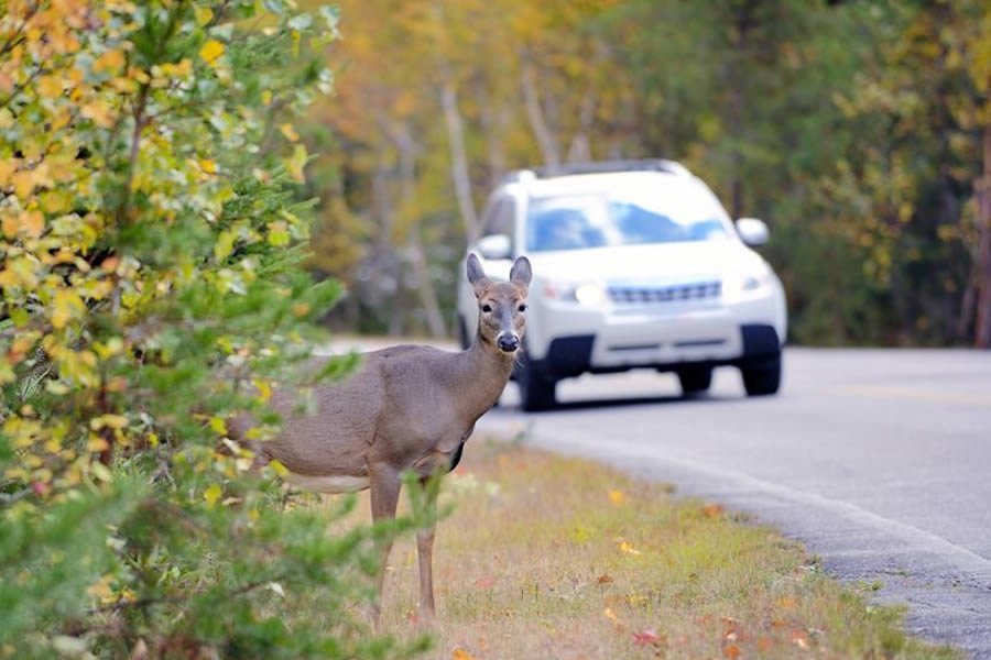 Autoescola Sant Feliu - Blog - Sistema de inteligencia artificial para alertar de animales en medio de la carretera